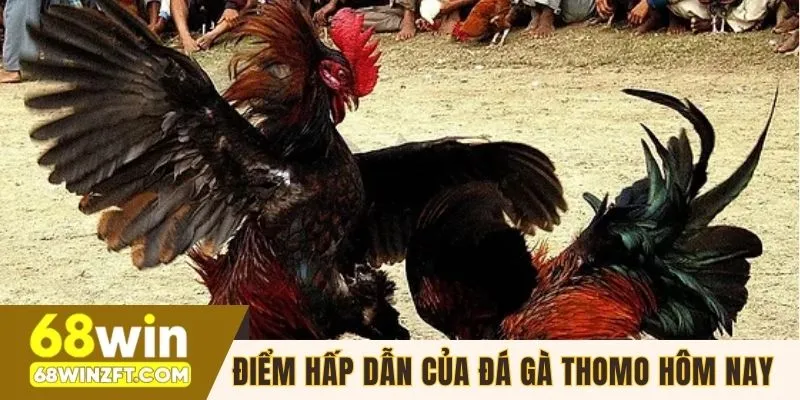 Chia sẻ điểm hấp dẫn của đá gà Thomo hôm nay
